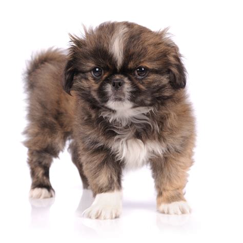 Petland parma - Our Blog Whether you need help with your puppy’s training, want to learn about their development, or just need to bake them something special, our blog is the place to go! We update our blog regularly so that you have what you